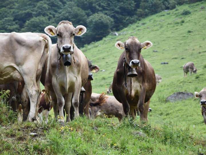 1. August-Brunch: Alp Gental